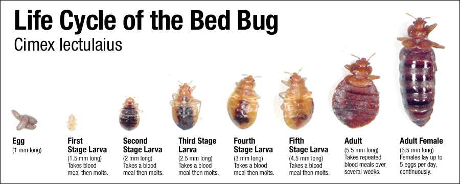 controlling bed bugs in Bakersfield 